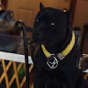 Meet your Posher, Arnold